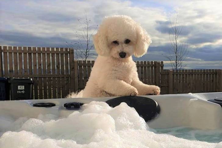 Photo Bichon Frisé