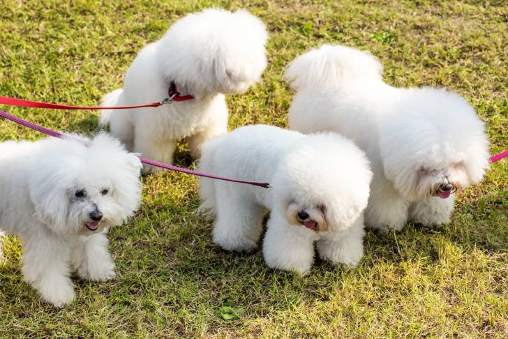 Photo Bichon Frisé