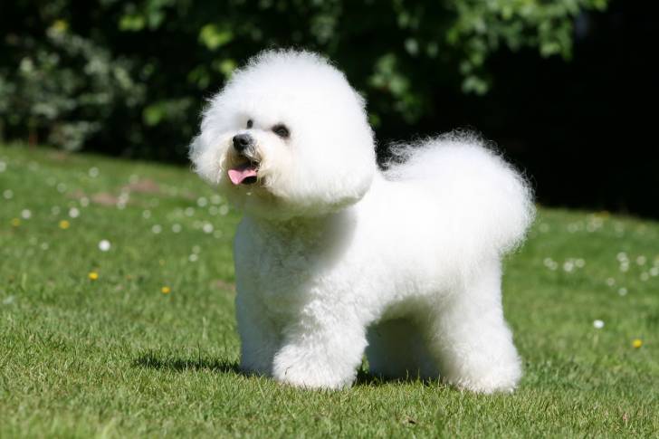 Un Bichon Frisé tire la langue dans un jardin