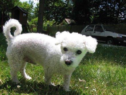 Post'ît - Bichon Frisé Mâle (14 ans)