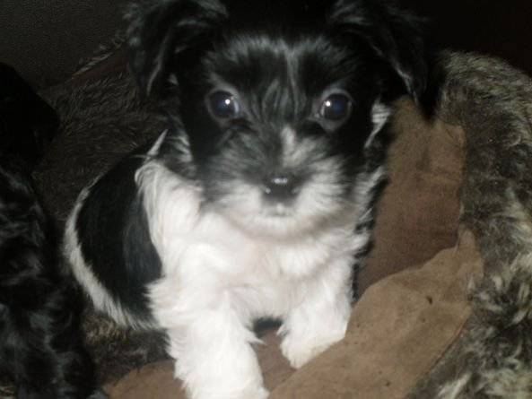 Max's puppy - Bichon Frisé Mâle (2 ans)