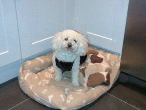 Princess - Bichon Frisé (Autre)