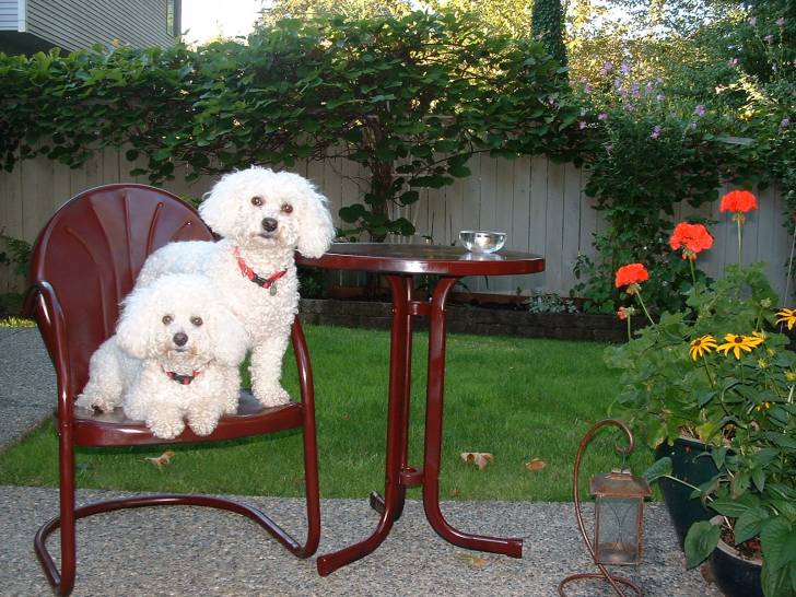 Bichon & Pablo - Bichon Frisé Mâle (13 ans)