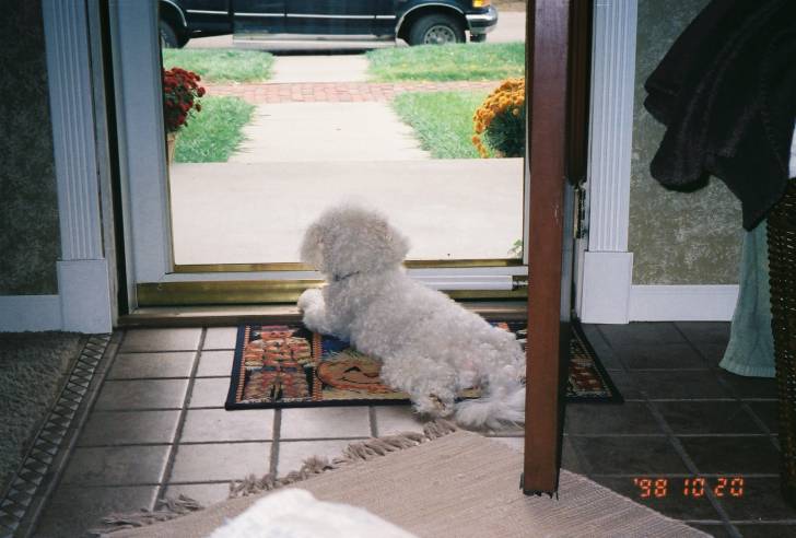 jobe - Bichon Frisé Mâle (10 ans)