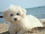 Desty - Bichon Havanais