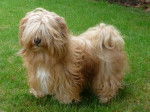 Bichon Havanais : Cisco - Bichon Havanais