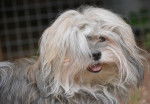 Hélys - Bichon Havanais