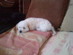 praline - Bichon Havanais (3 mois)