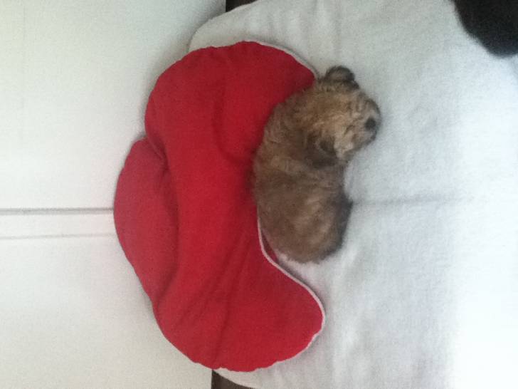 Kaly - Bichon Havanais (2 mois)