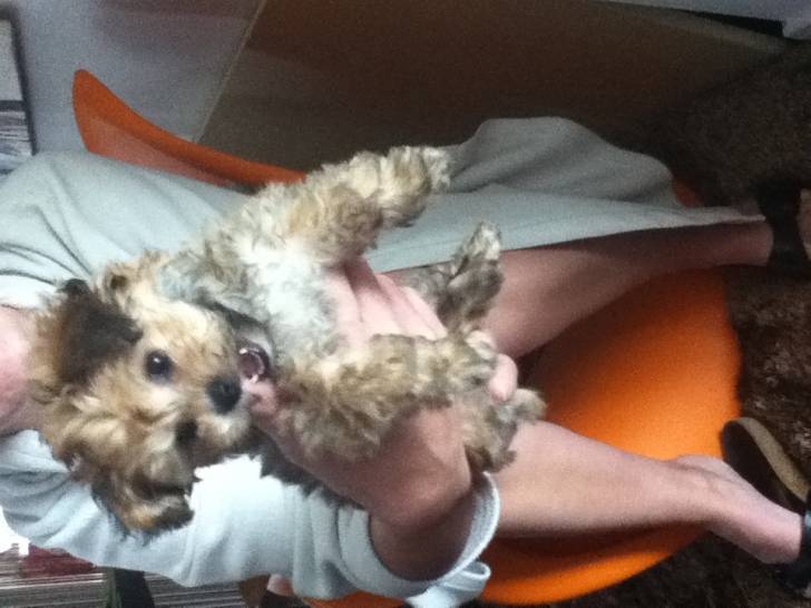 Kaly - Bichon Havanais (2 mois)