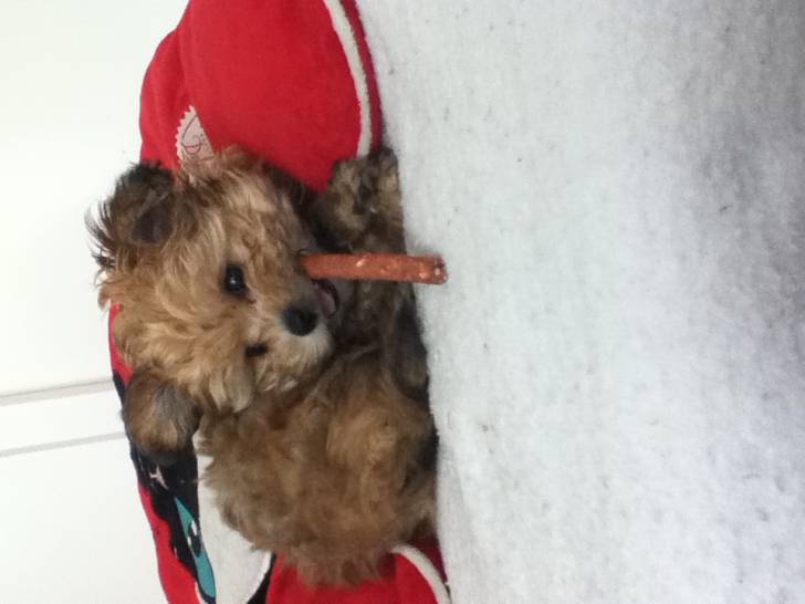 Kaly - Bichon Havanais (2 mois)
