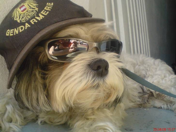 Bernie - Bichon Havanais Mâle (13 ans)