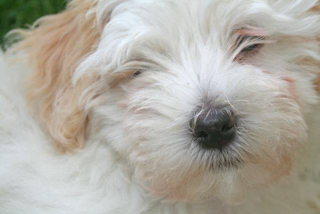 Bella - Bichon Havanais (3 mois)