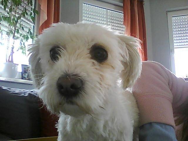 calliah - Bichon Havanais (5 ans)