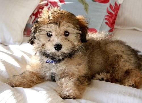 Cookie - Bichon Havanais
