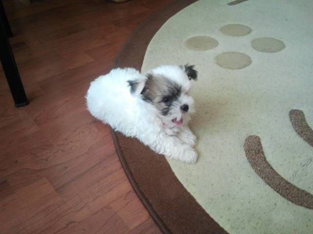 Bijou - Bichon Havanais Mâle (10 mois)