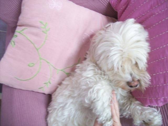 Kiki, Bichon havanais - Bichon Havanais