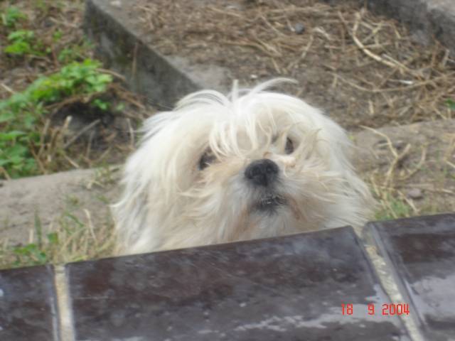 Bichon havanais - Bichon Havanais