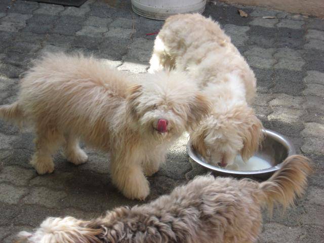 bichons havanais - Bichon Havanais