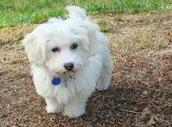 Desty - Bichon Havanais