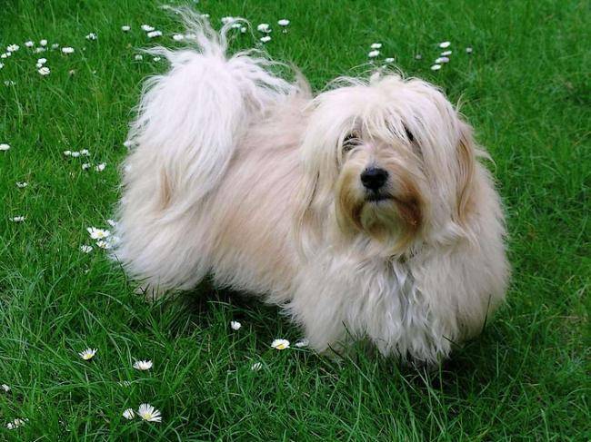 Bichon Havanais : Artus - Bichon Havanais