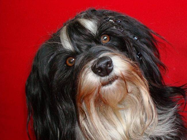 Joker 4 ans - Bichon Havanais (4 ans)