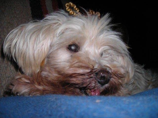 Odana - Bichon Havanais