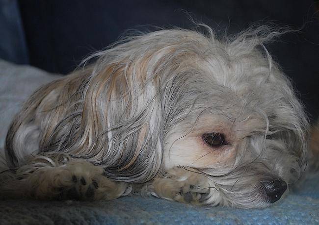 Hélys havanaise biegne charbonnée 1 an et demi - Bichon Havanais