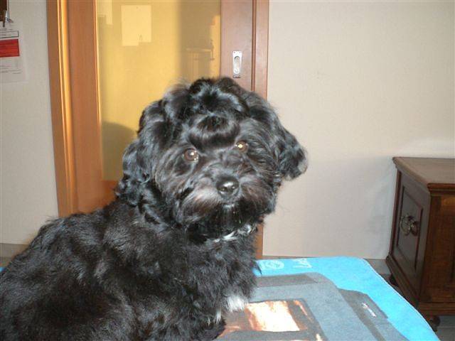 Daya Bichon havanais Havana Brown 4 mois - Bichon Havanais (4 mois)