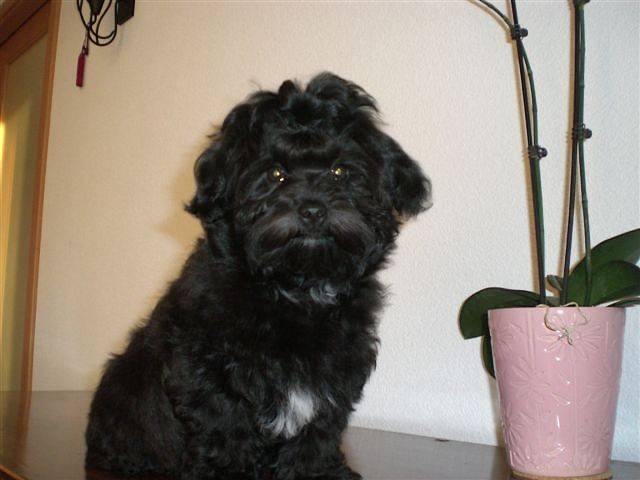 Daya Bichon havanais - Bichon Havanais