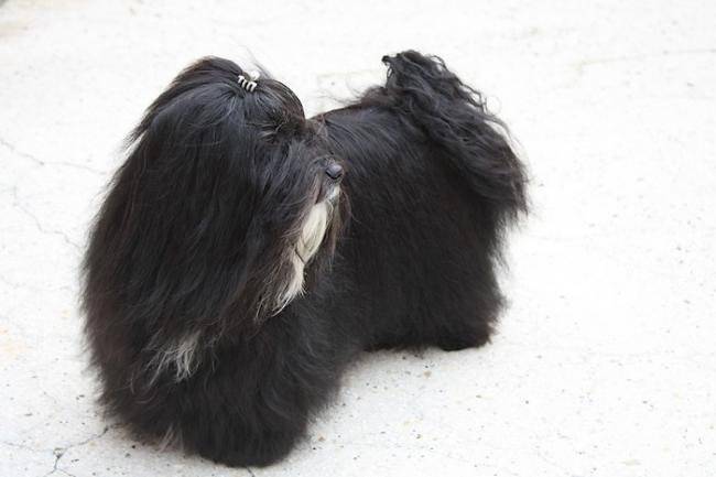 Hédior, Champion du Luxembourg - Bichon Havanais