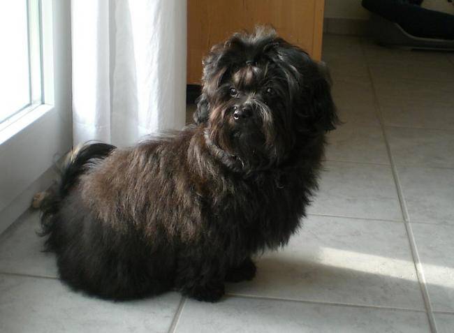 Femelle Bichon havanais : Daya - Bichon Havanais