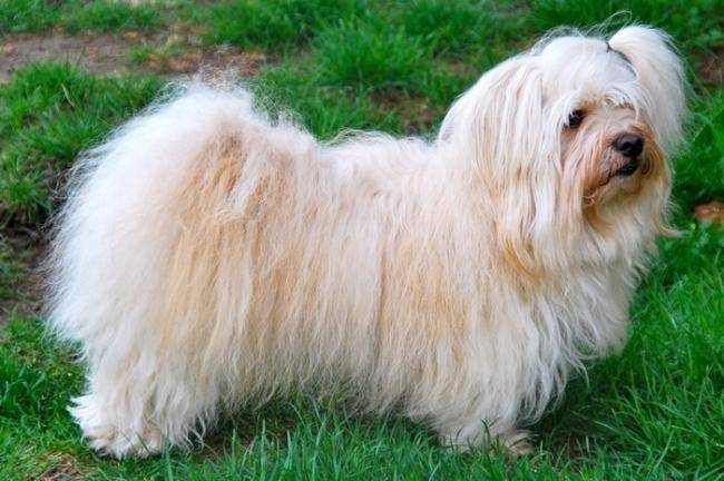 Gauguin, Bichon Havanais âgé de 4 ans - Bichon Havanais (4 ans)