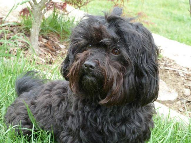 Daya bichon havanais Havana Brown 1 an - Bichon Havanais
