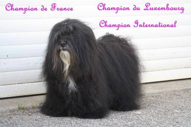 Hédior, Champion d' Elevage Bichons Havanais - Bichon Havanais