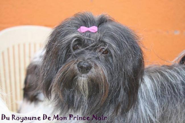 Jadore Elevage Du Royaume De Mon Prince Noir - Bichon Havanais