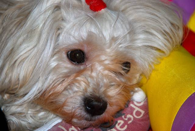 Barbie de l'élevage A la vie est belle 3 ans 1/2 - Bichon Havanais (3 ans et demi)
