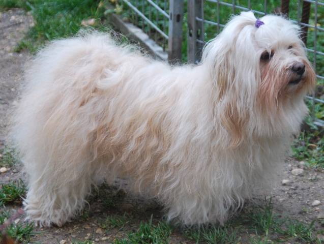 Gauguin, Bichon Havanais de 5 ans - Bichon Havanais (5 ans)