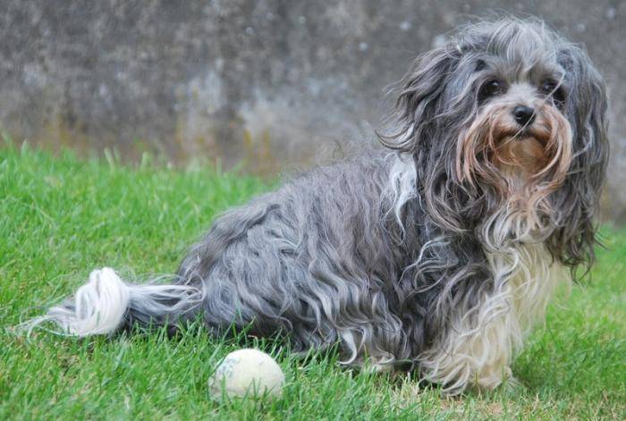 Aïcha, gris et blanc, Elevage de la vie est belle - Bichon Havanais