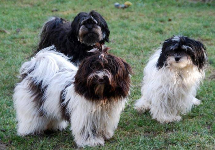 Opale, Lutine et Mookie - Bichon Havanais