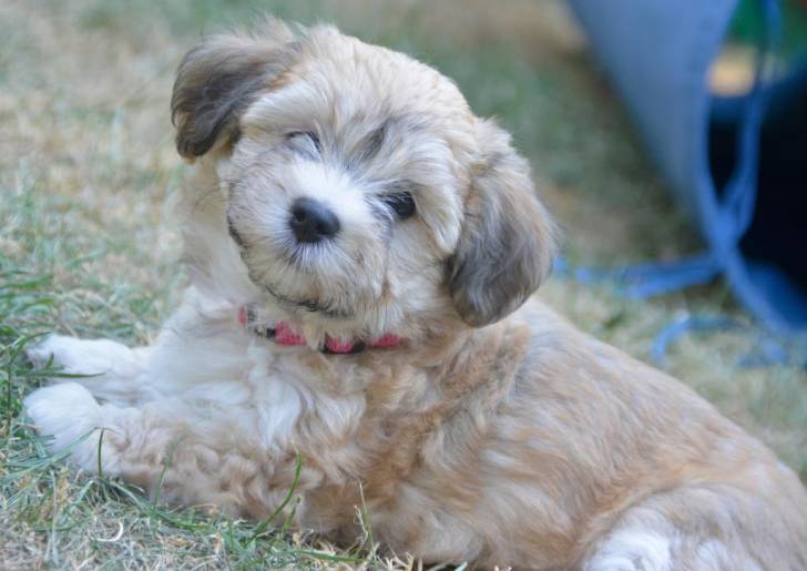 Moon - Bichon Havanais