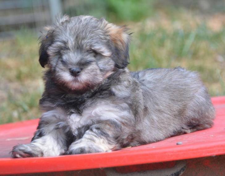 Eole - Bichon Havanais