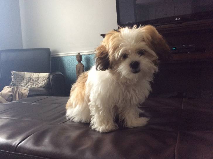 Pixie - Bichon Havanais (5 mois)