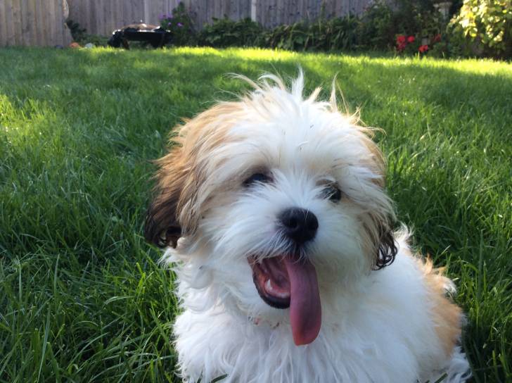 Pixie - Bichon Havanais (5 mois)