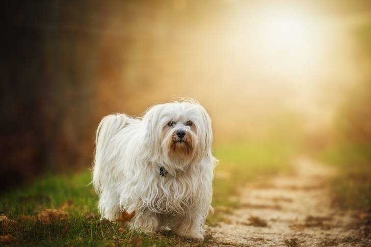 Le Bichon havanais - Bichon Havanais