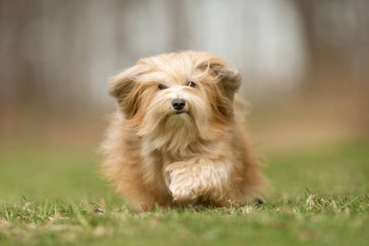 Photo Bichon Havanais