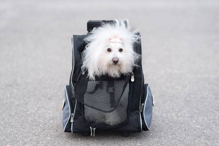 Photo Bichon Havanais