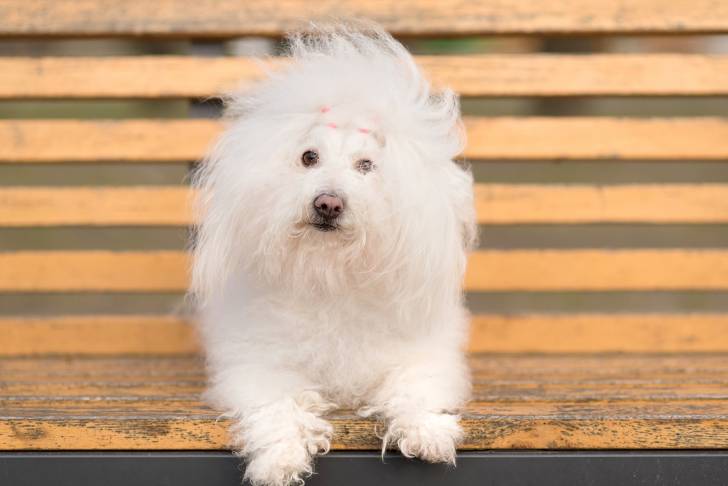 Photo Bichon Havanais