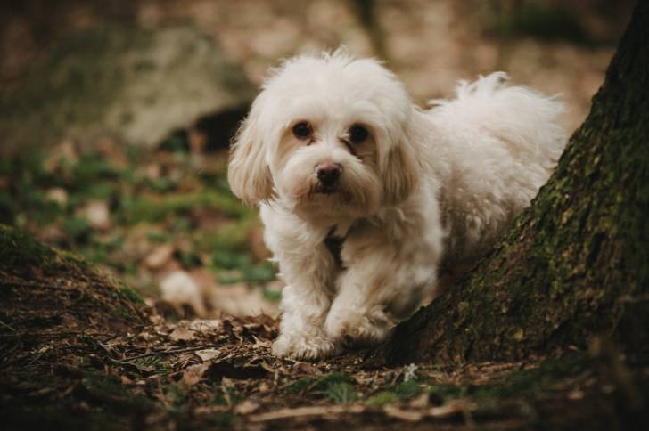 Photo Bichon Havanais