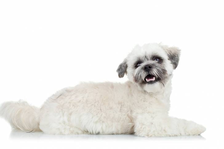 Photo Bichon Havanais